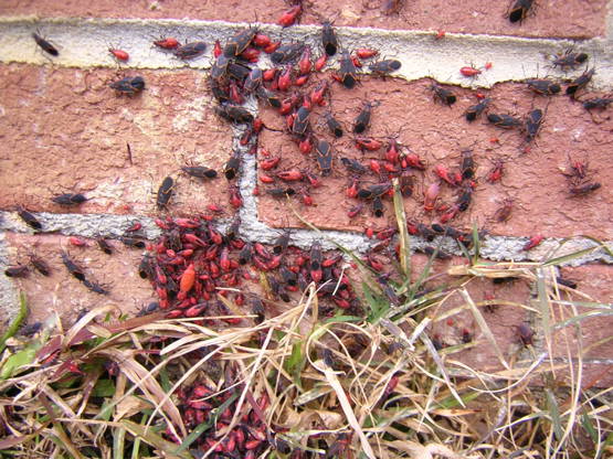 boxelder