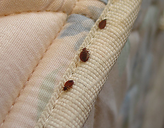 bed bug control