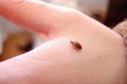 ottawa on bed bug pest control