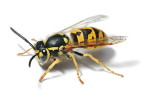 bee pest control ottawa on