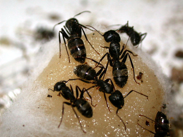 ant pest control ottawa on