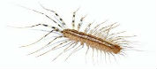 centipede pest control ottawa on