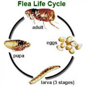 flea cycle