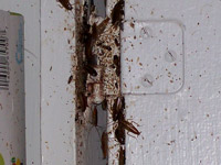 cockroach pest control ottawa on
