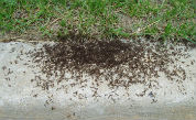 pest control ants ottawa on