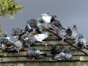 pigeon removal