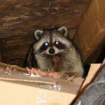 raccoon in attic