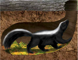 skunk under shed