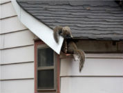 squirrel removal