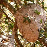 wasp nest