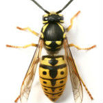 wasp